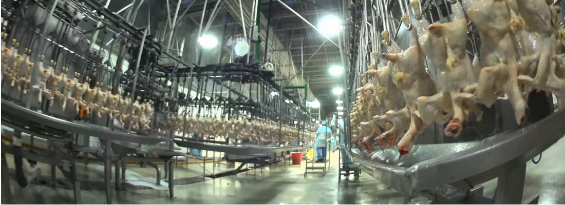 poultry processing